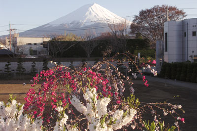 丸弥荘庭の枝垂れ桃と富士山